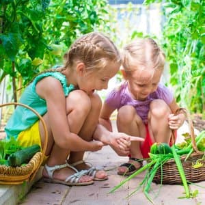 YMCA garden 7
