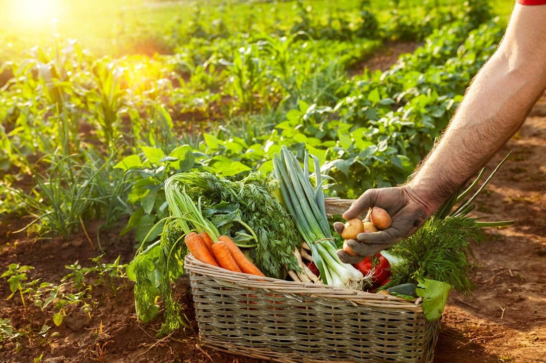 A good harvest for many Southington students