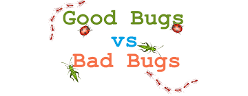 Insect control 3